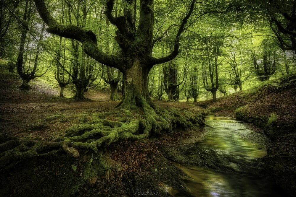 El Bosque Encantado